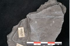 Foto (Detailansicht) von Calamites communis Ettingshausen (NHMW-GEO-2024-0188-10980)